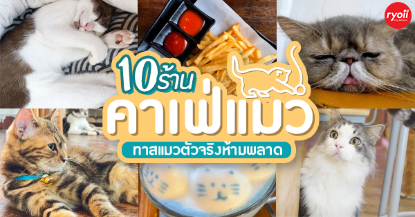 คาเฟ่เอาใจทาสแมว 2023 : 10 คาเฟ่แมวน่ารัก ตะมุตะมิ ที่คนรักแมวต้องใจละลาย - Ryoii คาเฟ่เอาใจทาสแมว 2023 : 10 คาเฟ่แมวน่ารัก ตะมุตะมิ ที่คนรักแมวต้องใจละลาย - Ryoii