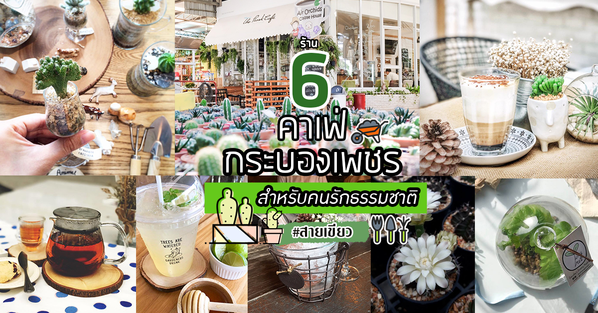 6 ร้านคาเฟ่กระบองเพชร สวรรค์ของคนรักธรรมชาติ #สายเขียว