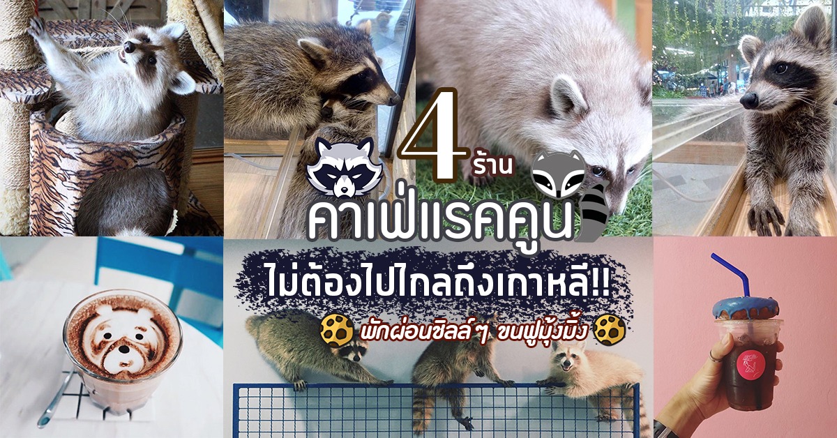 4 ร้านคาเฟ่แรคคูน นั่งพักผ่อนชิลล์ๆ ไม่ต้องไปไกลถึงเกาหลี!!