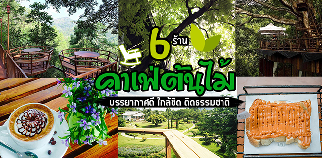 6 ร้านคาเฟ่ต้นไม้สุดชิค บรรยากาศดีใกล้ชิดติดธรรมชาติ