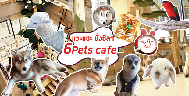 แวะเเชะ นั่งชิลๆ 6 Pets cafe