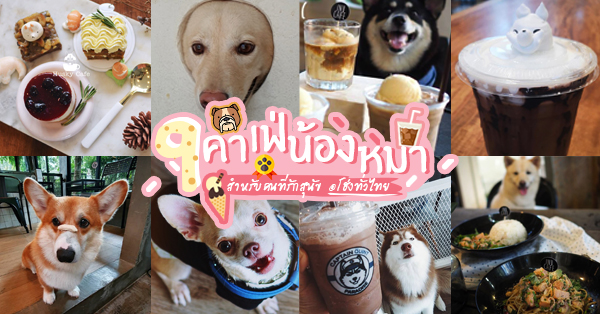 9 ร้านคาเฟ่น้องหมาน่านั่ง สำหรับคนที่รักสุนัข @โฮ่งทั่วไทย