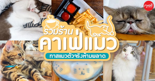 คาเฟ่เอาใจทาสแมว 2024 : 13 คาเฟ่แมวน่ารัก ตะมุตะมิ ที่คนรักแมวต้องใจละลาย